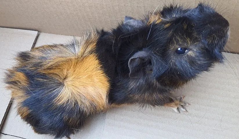 Porquinhos da índia - Anápolis  - Foto 2