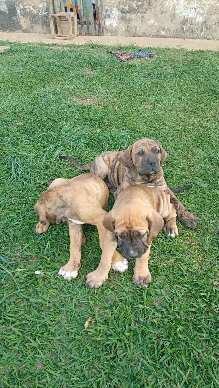Fila Brasileiro  - Foto 3
