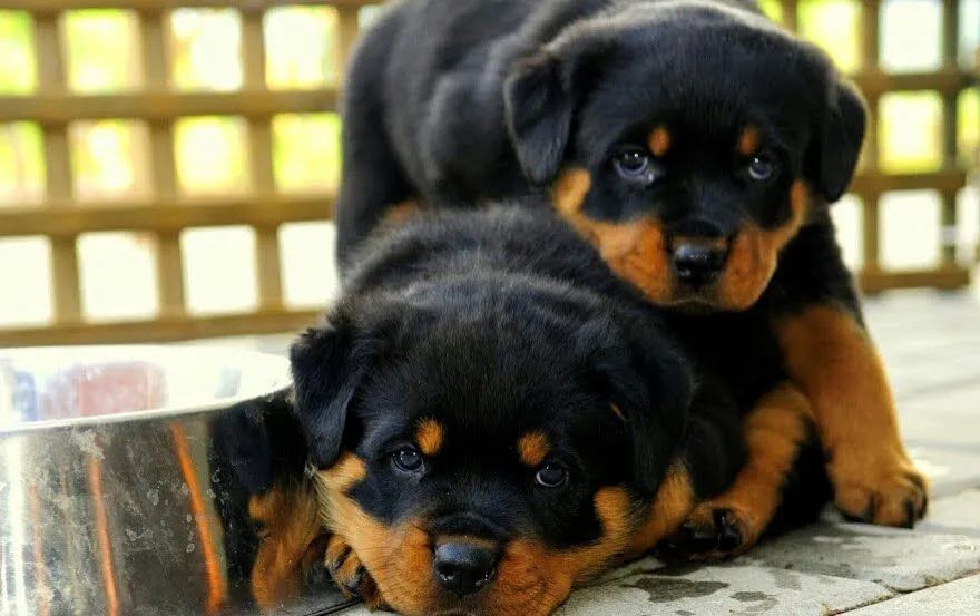 Belos rottweiler alemão 