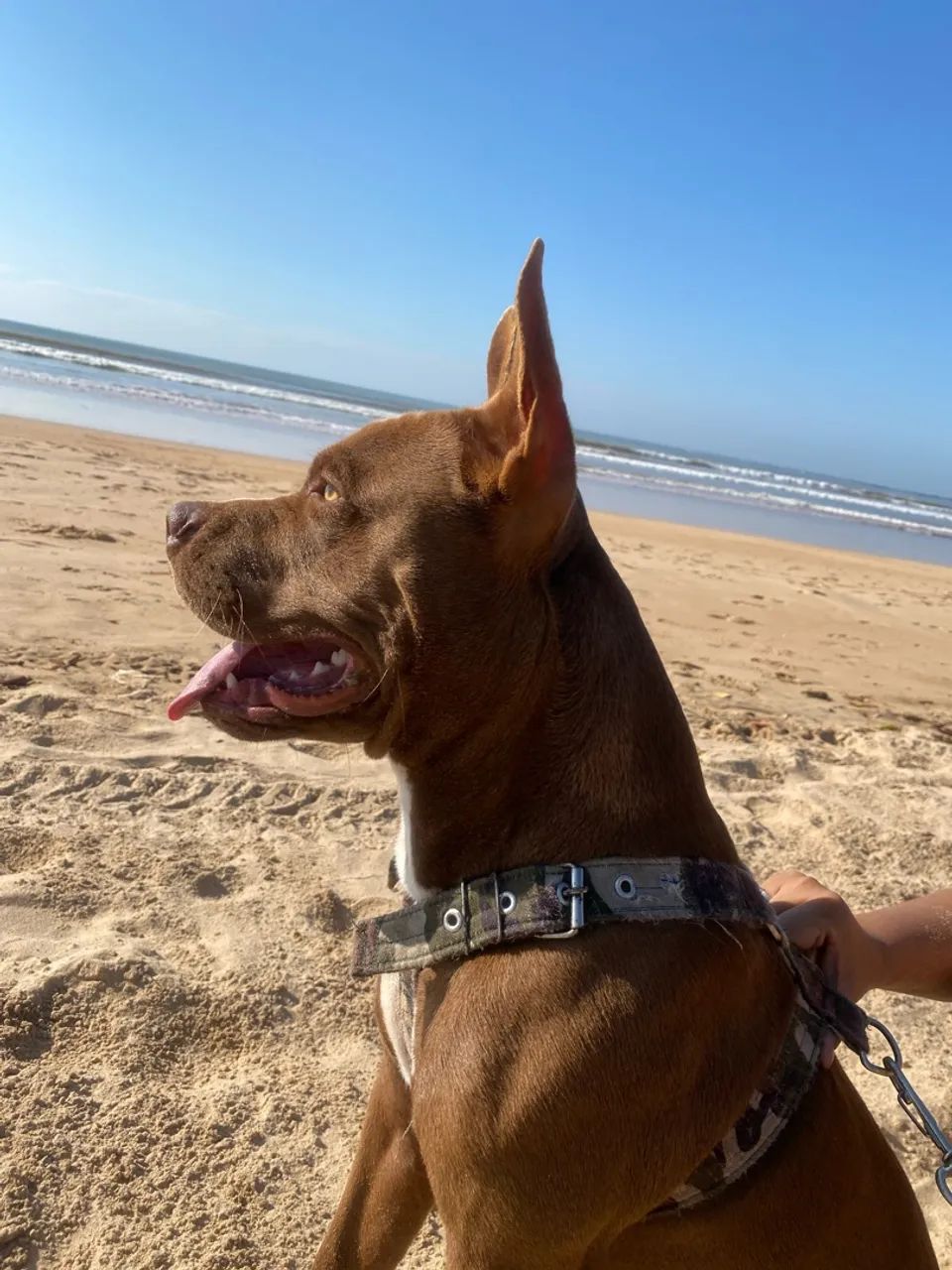 DOAÇÃO RESPONSÁVEL Pitbull  - Foto 3