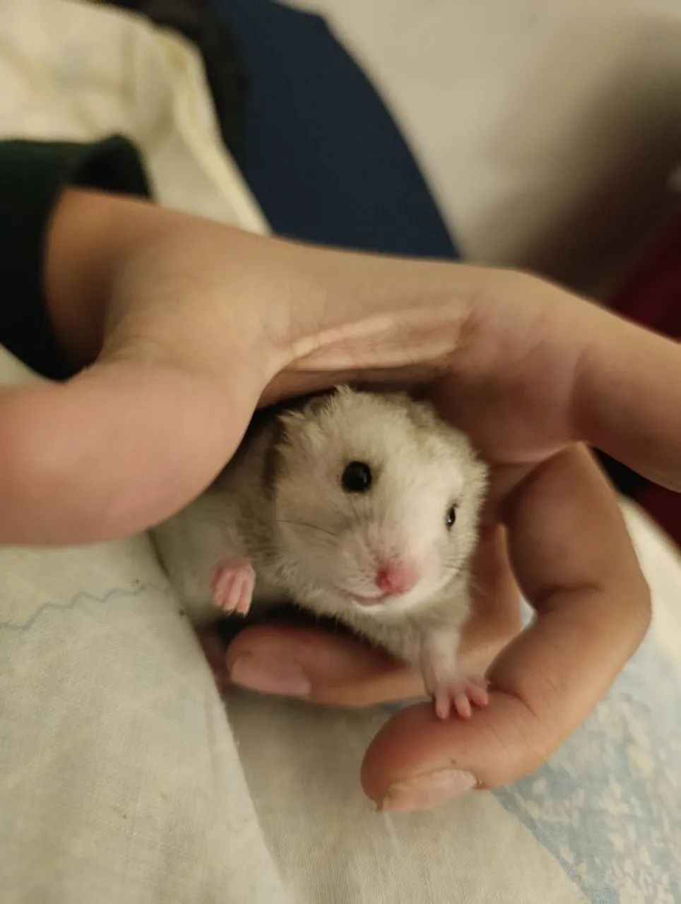 Filhotes de Hamster  - Foto 3