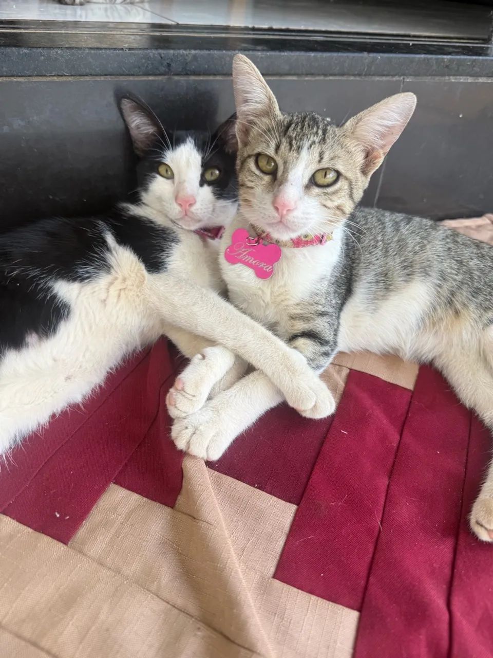 Gatinhas para doação 