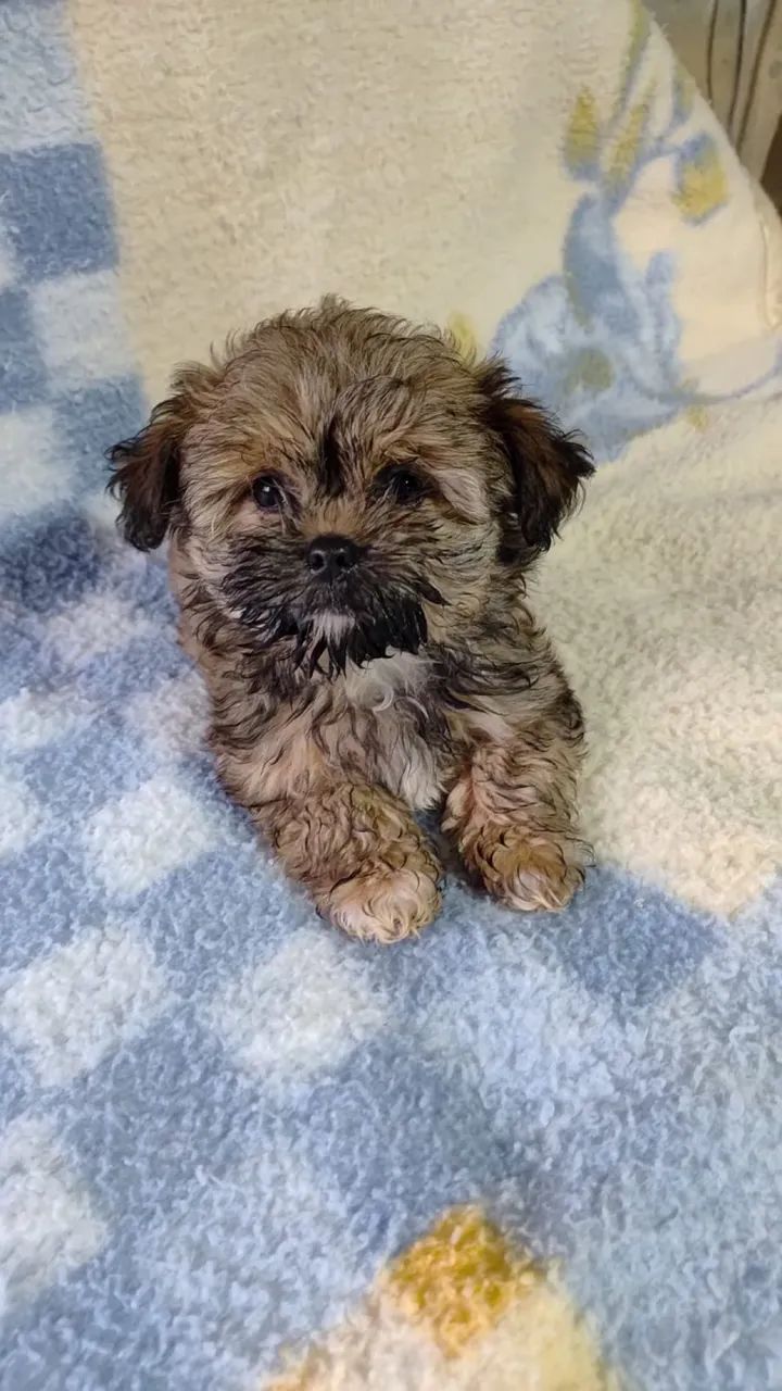 Filhotes de shih tzu