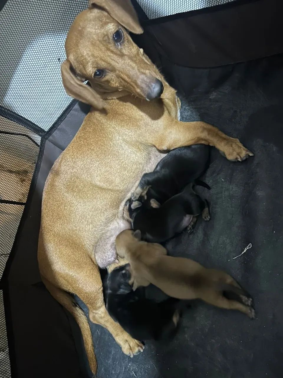 Dachshund para reserva - Foto 3