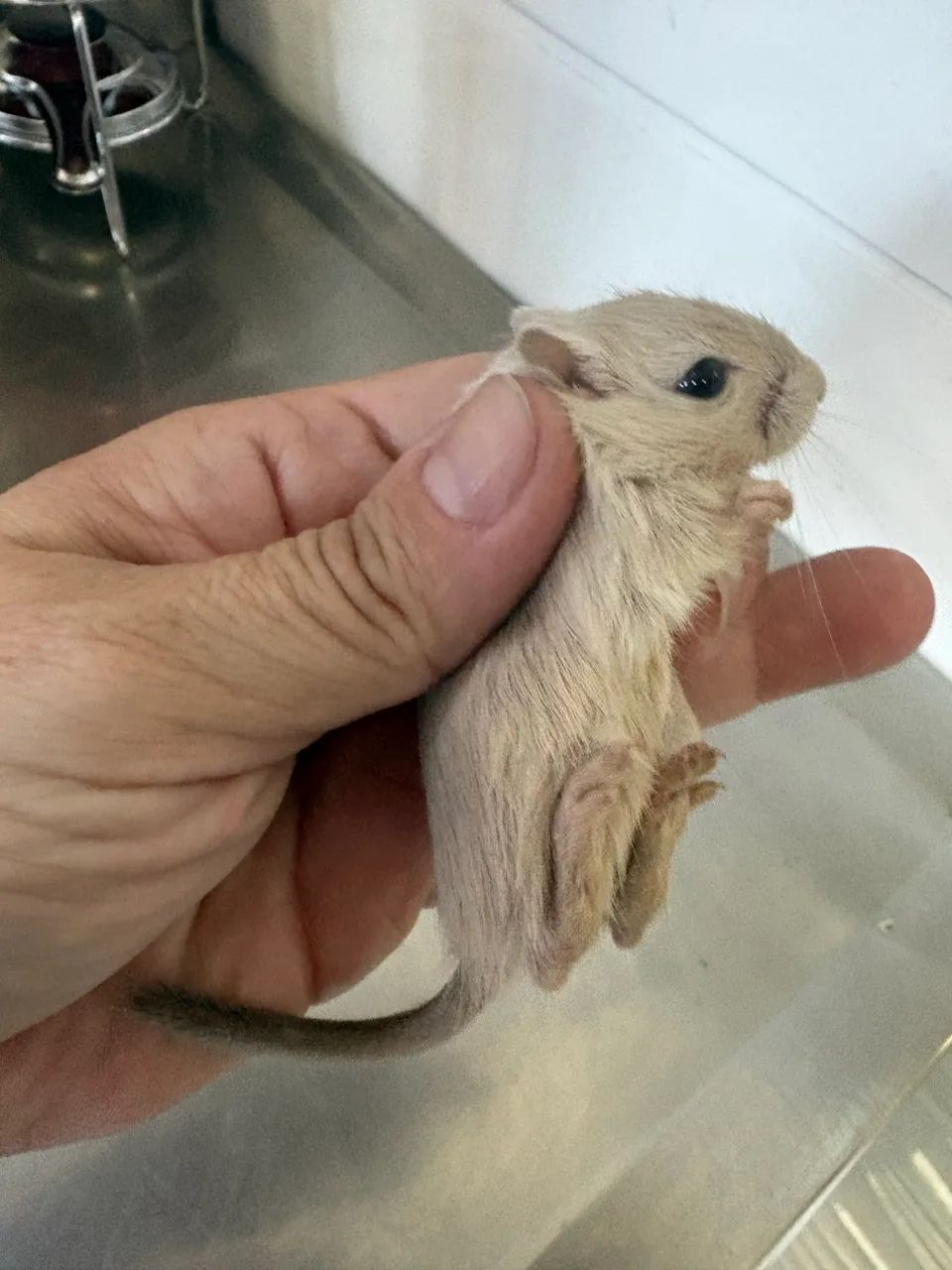 Esquilo da Mongólia Gerbil Machos - Foto 3
