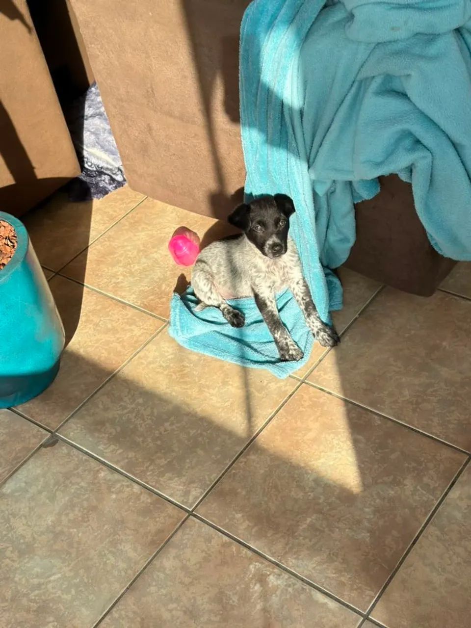DOGUINHO PARA ADOÇÃO  - Foto 5