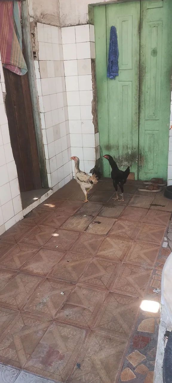 Franguinhos macho e fêmea  - Foto 5