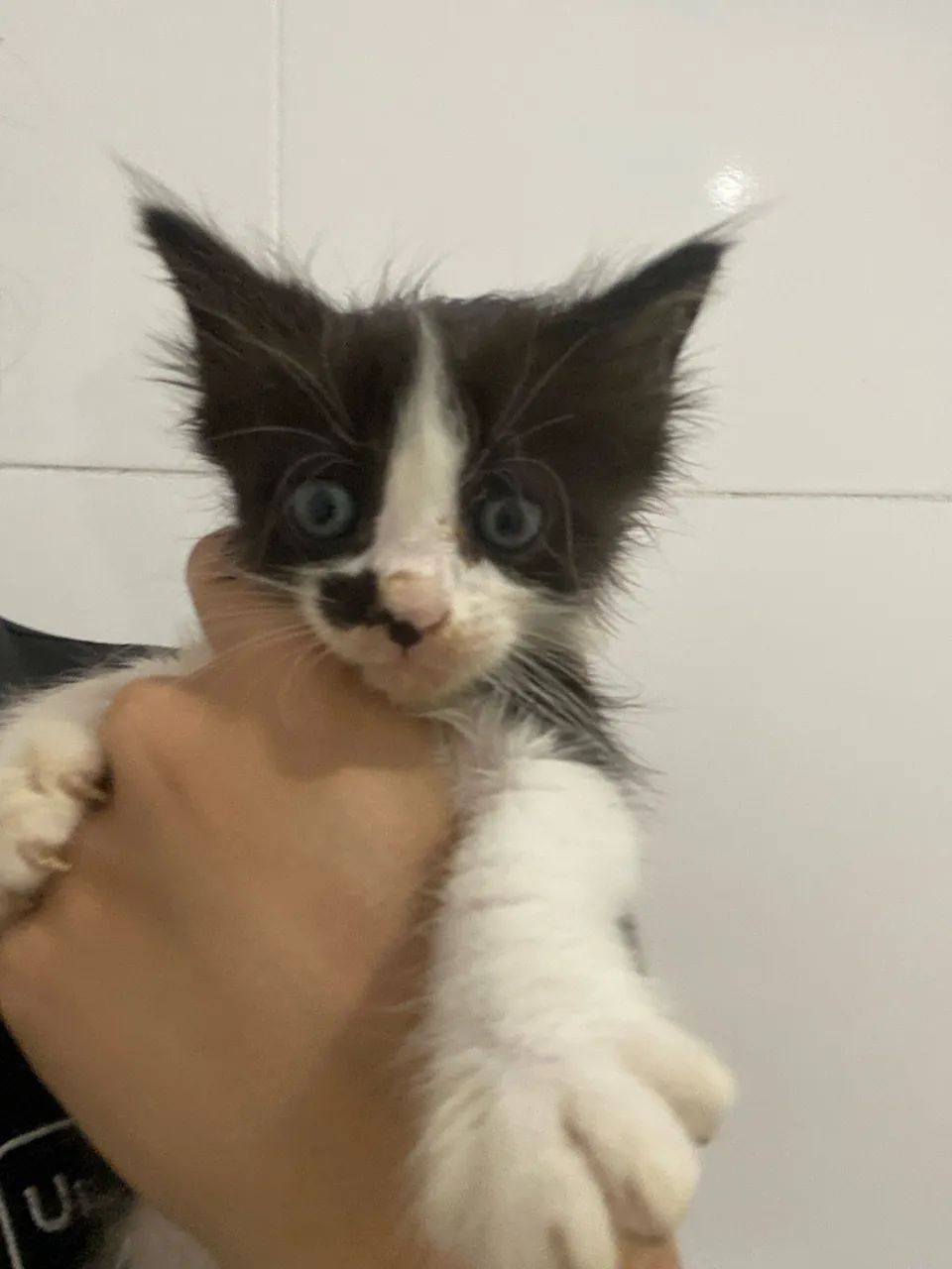 estou doando esses lindos gatinhos!!  - Foto 2