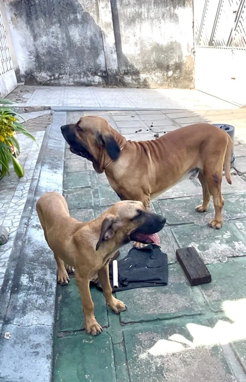 Fila Brasileiro - Foto 5