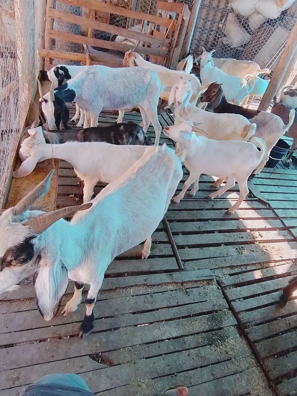 Bodes e cabras - Foto 3