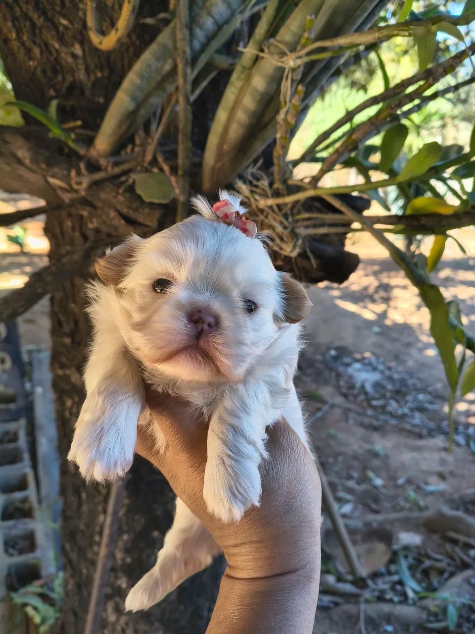 Animais  - Foto 3