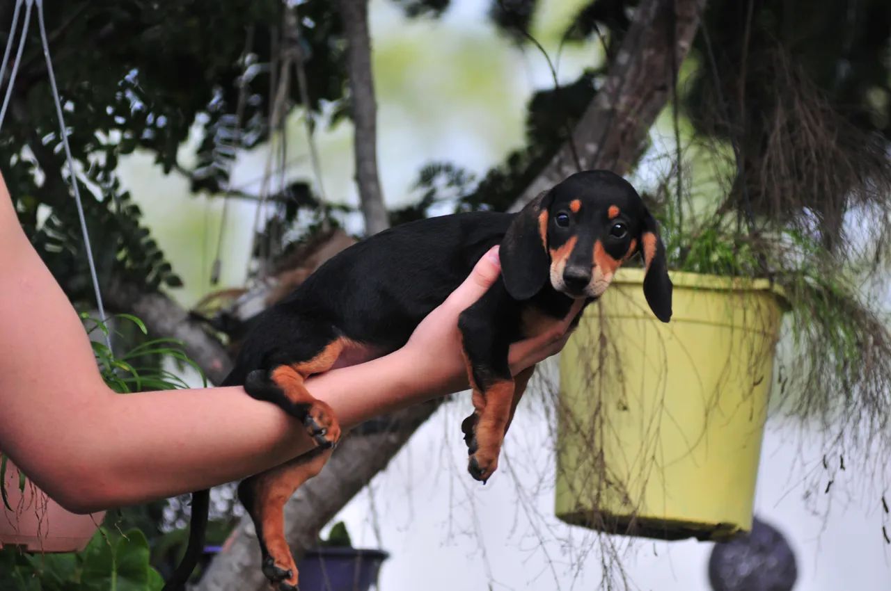 Lindos filhotes de Dachshund  - Foto 4