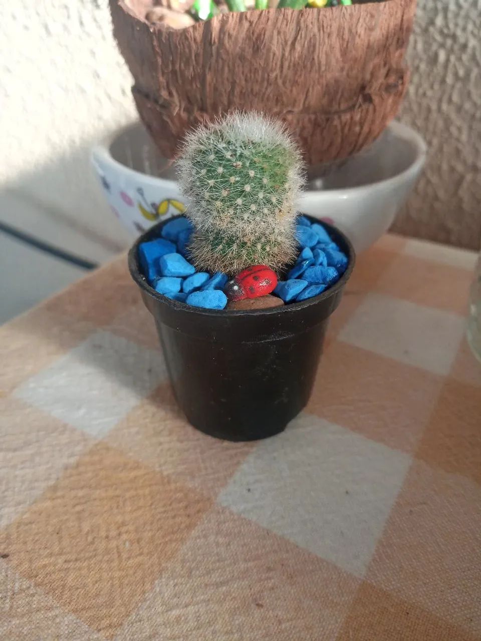 Cactos  - Foto 3