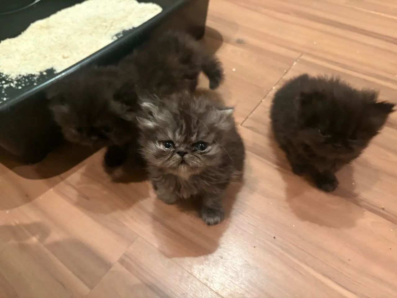 Gato Persa - Foto 4