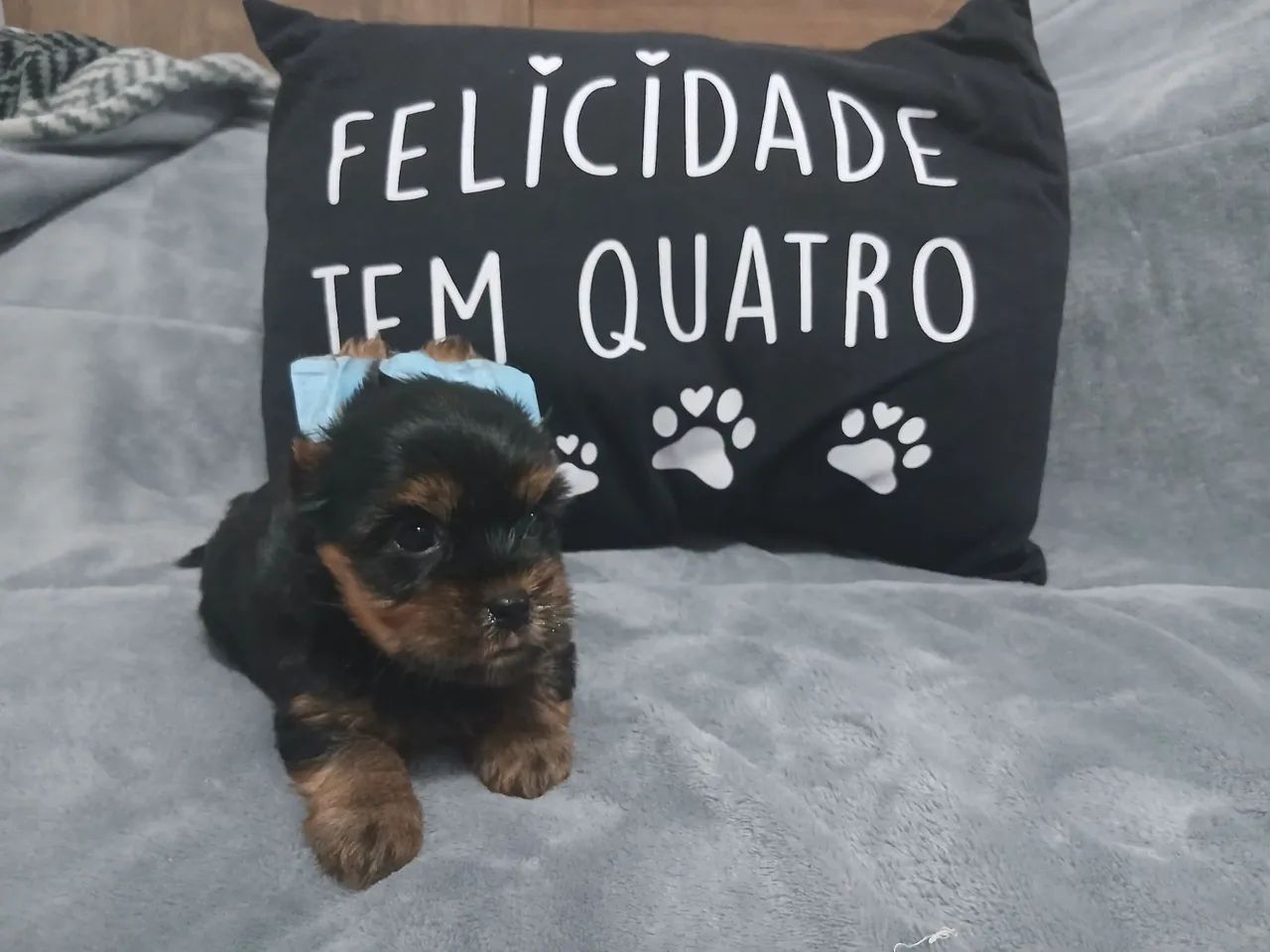 Yorkshire terrier macho - Foto 4