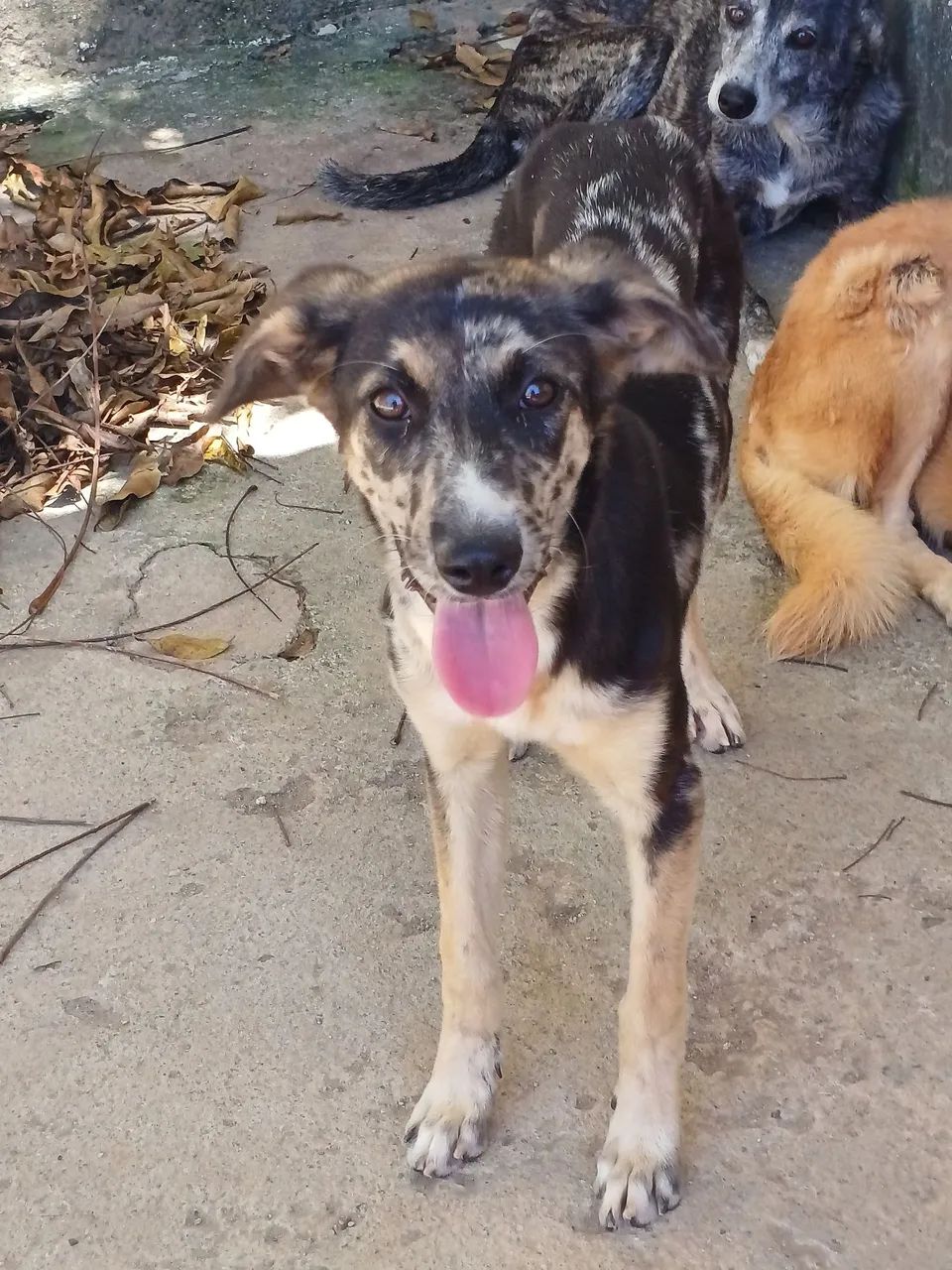 ADOÇÃO  - Foto 5