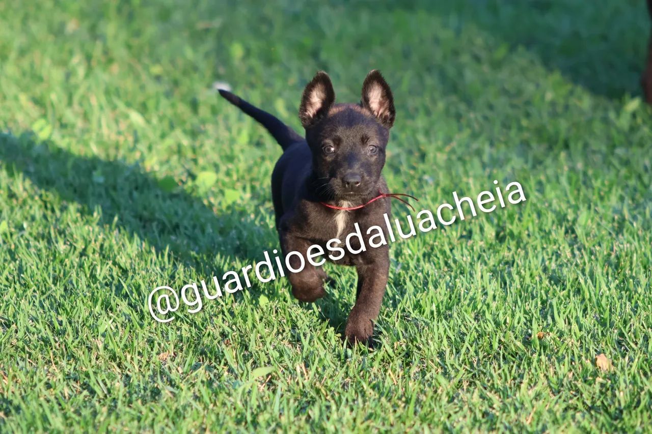 Malinois Filhotes