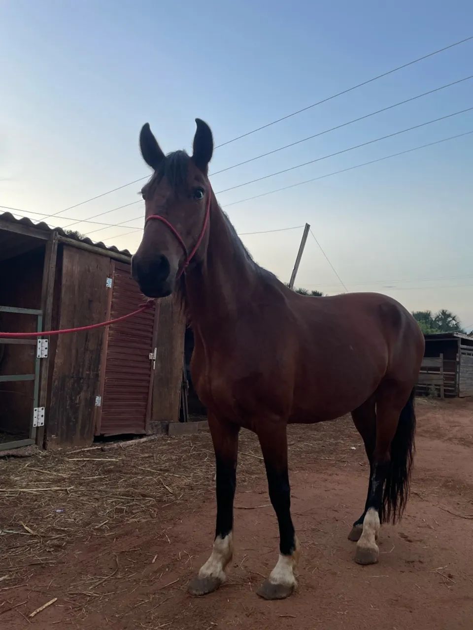 Vendo cavalo - Foto 3
