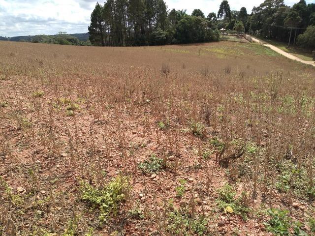 REF 2407 - Chácara com 3.000m² - Excelente formar chácara Serrinha - Contenda/PR - Foto 6