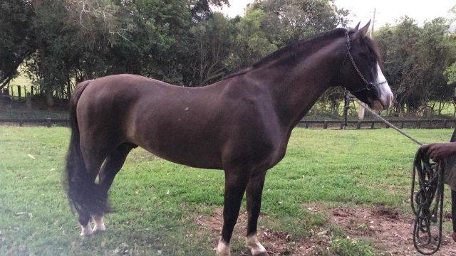 Cavalo crioulo - Foto 2
