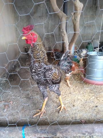 Vendo galo 55,00 - Foto 4