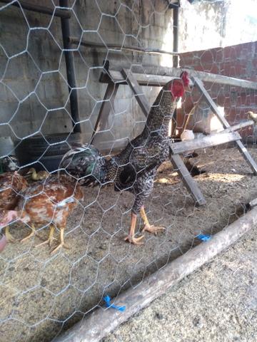 Vendo galo 55,00 - Foto 6