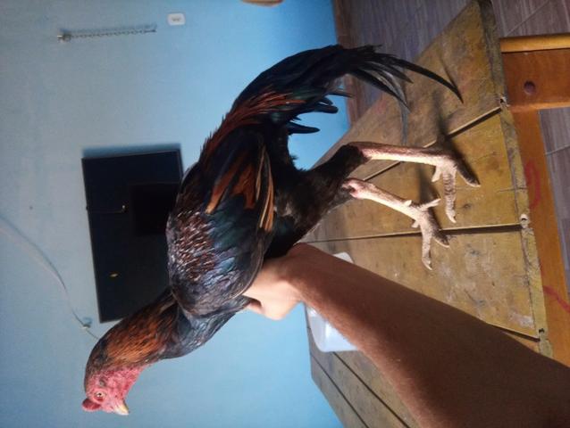 Vendo galo ra chamo - Foto 4