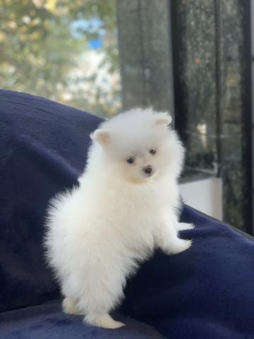 Spitz alemão os mais lindos luluzinhos Whats - Foto 3
