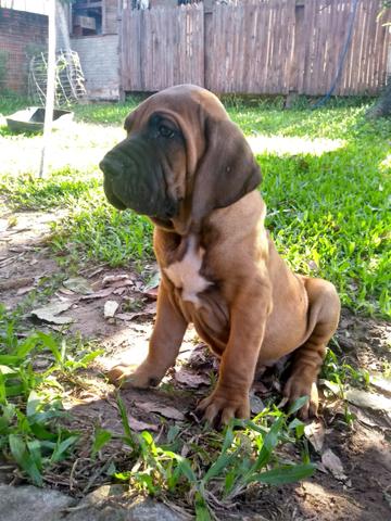 FILHOTE MACHO DISPONÍVEL Duas vacinas