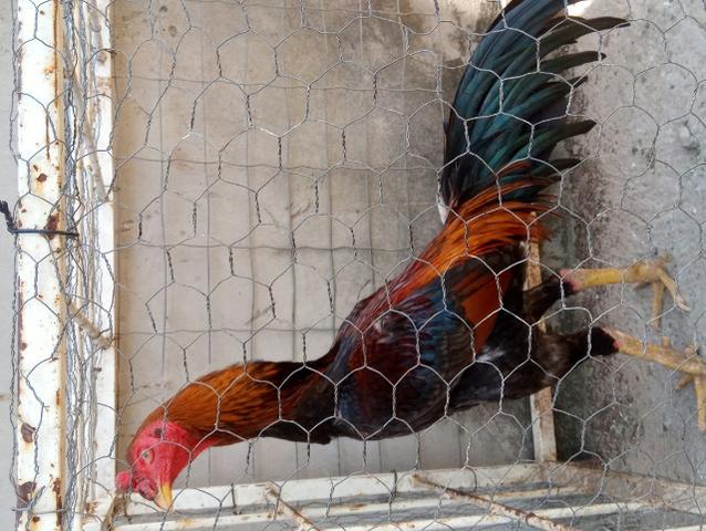 Vendo galo ra chamo - Foto 5