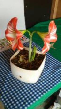 Mudas de Orquidéa - Foto 5