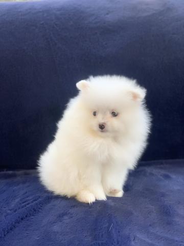 Spitz alemão os mais lindos luluzinhos Whats - Foto 2