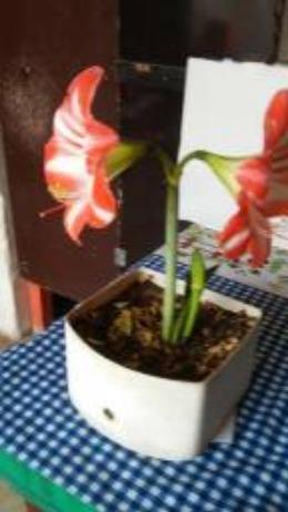 Mudas de Orquidéa - Foto 6
