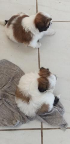 Filhote de Shih Tzu - Foto 6