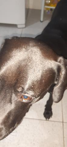 Labrador - Foto 3