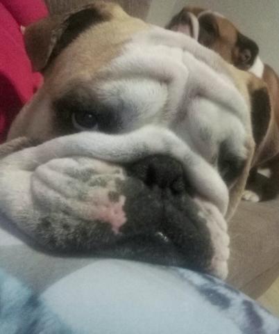 Bulldog inglês procura namorada - Foto 2