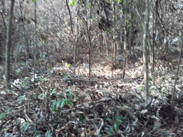 Vendo uma cachará verdi toda bosquêada - Foto 7
