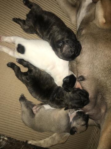 Bulldog francês - Foto 5