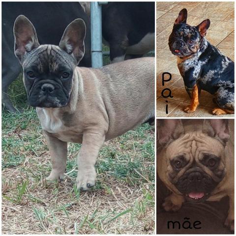 Bulldog francês Merle - Foto 2