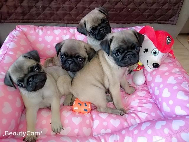 Filhotes de Pug