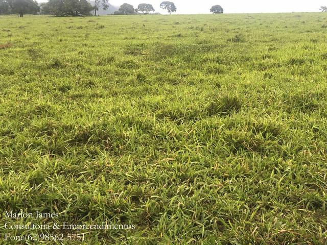 Fazenda em Vila Propício-Go!