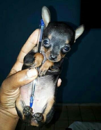 Pinscher 0 