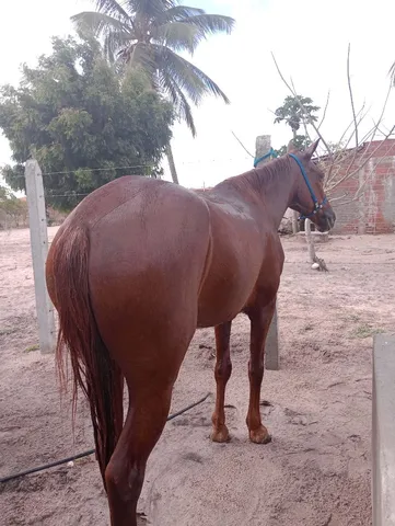 Cavalo de esteira - Cavalos e acessórios - Boca da Mata 1256655255