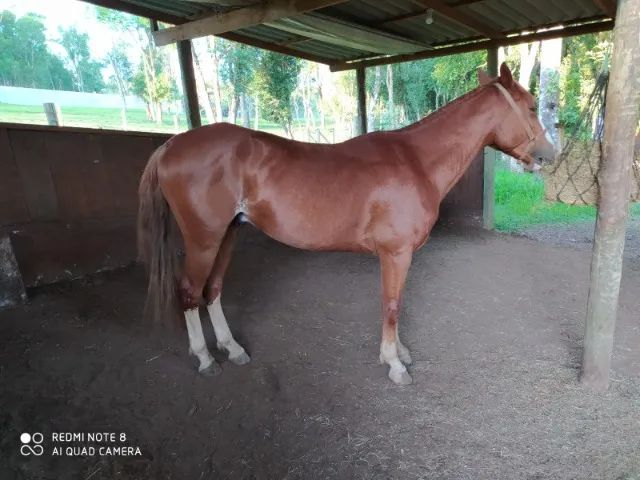 Cavalos Crioulos x Quarto de Milha