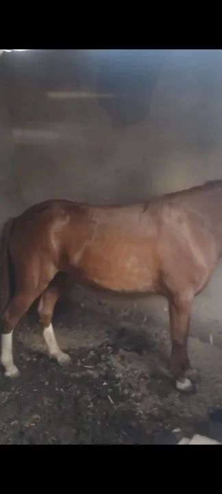 Égua meio sangue quarto de milha mansinha de criança andar