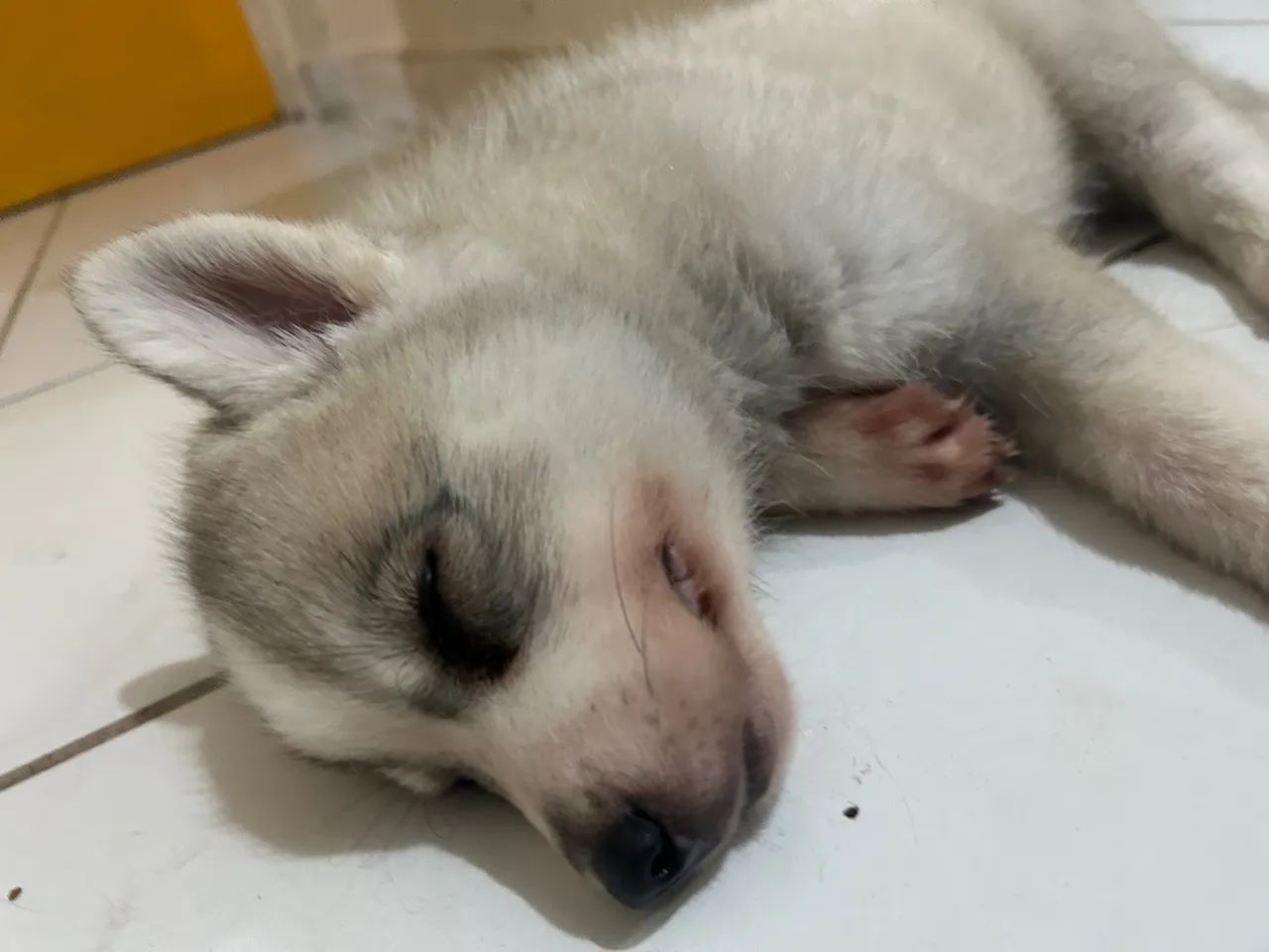 Vendo essa filhote de husky  - Foto 4
