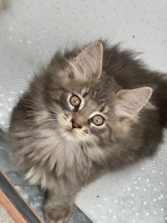 Filhotes Maine Coon - Foto 4