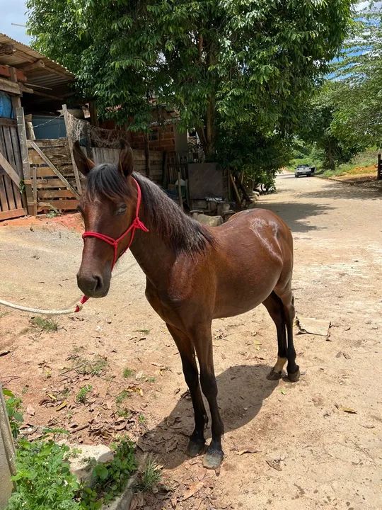 Mangalarga marchador, controlado! - Foto 3