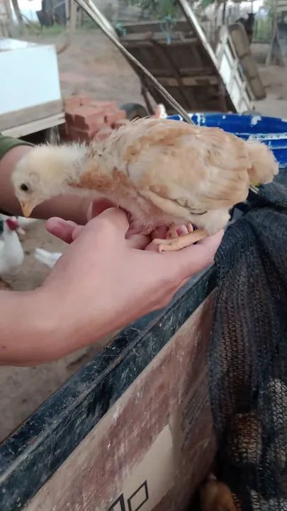 Pintos de alta qualidade 