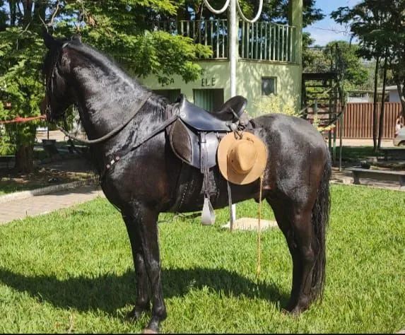 Vendo Cavalo Inteiro / Garanhão  - Foto 2